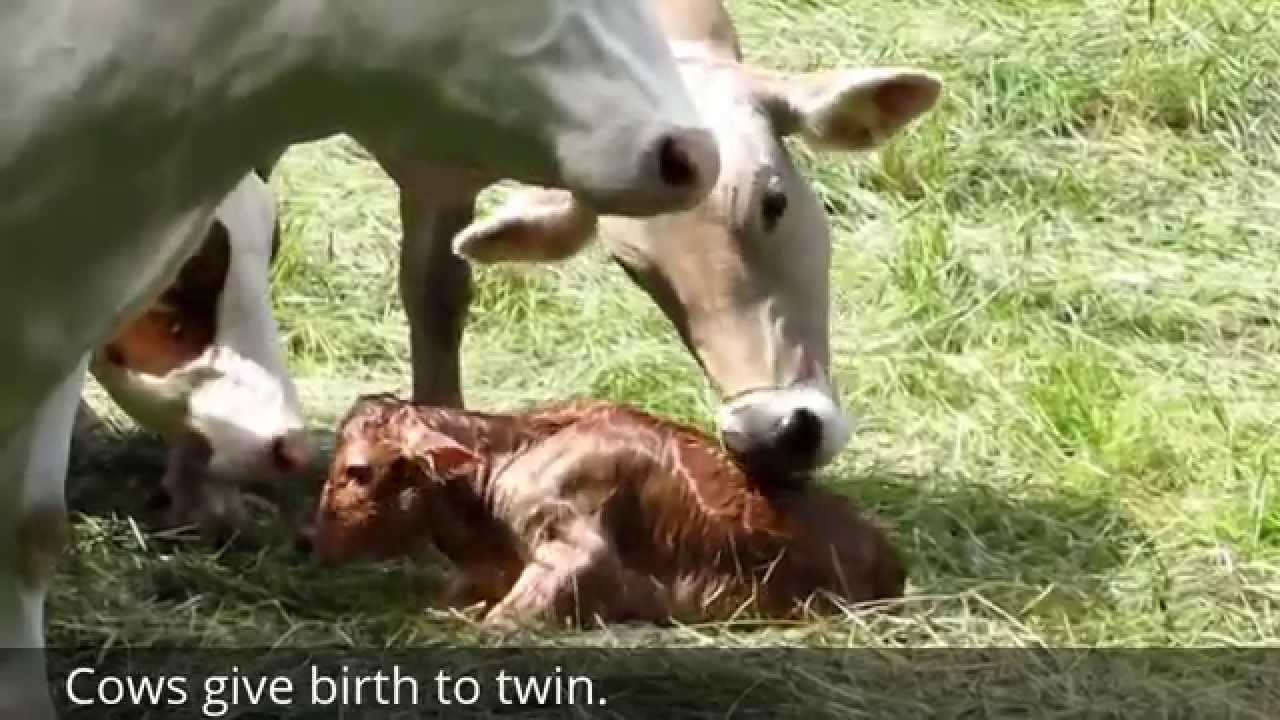 Featured image of post A Baby Cow Being Born