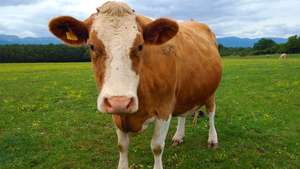 Featured image of post A Baby Cow Is Called By This Word And It Is A Part Of Our Leg