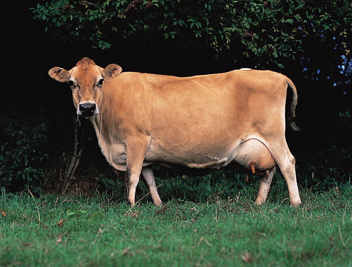 photo A Baby Cow Is Called By This Word And It Is A Part Of Our Leg cow description facts britannica