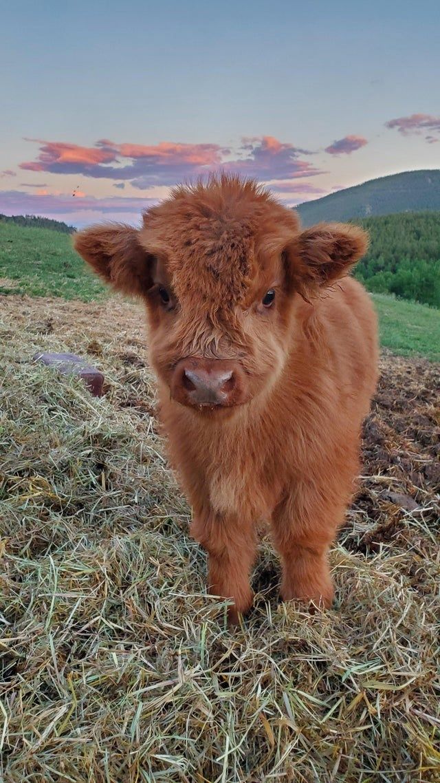 Featured image of post A Baby Fluffy Cow