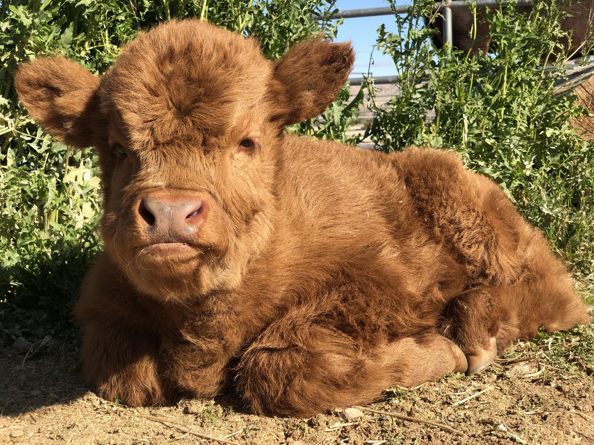 Featured image of post A Baby Highland Cow