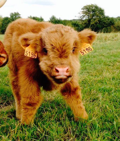 Featured image of post A Cute Baby Cow