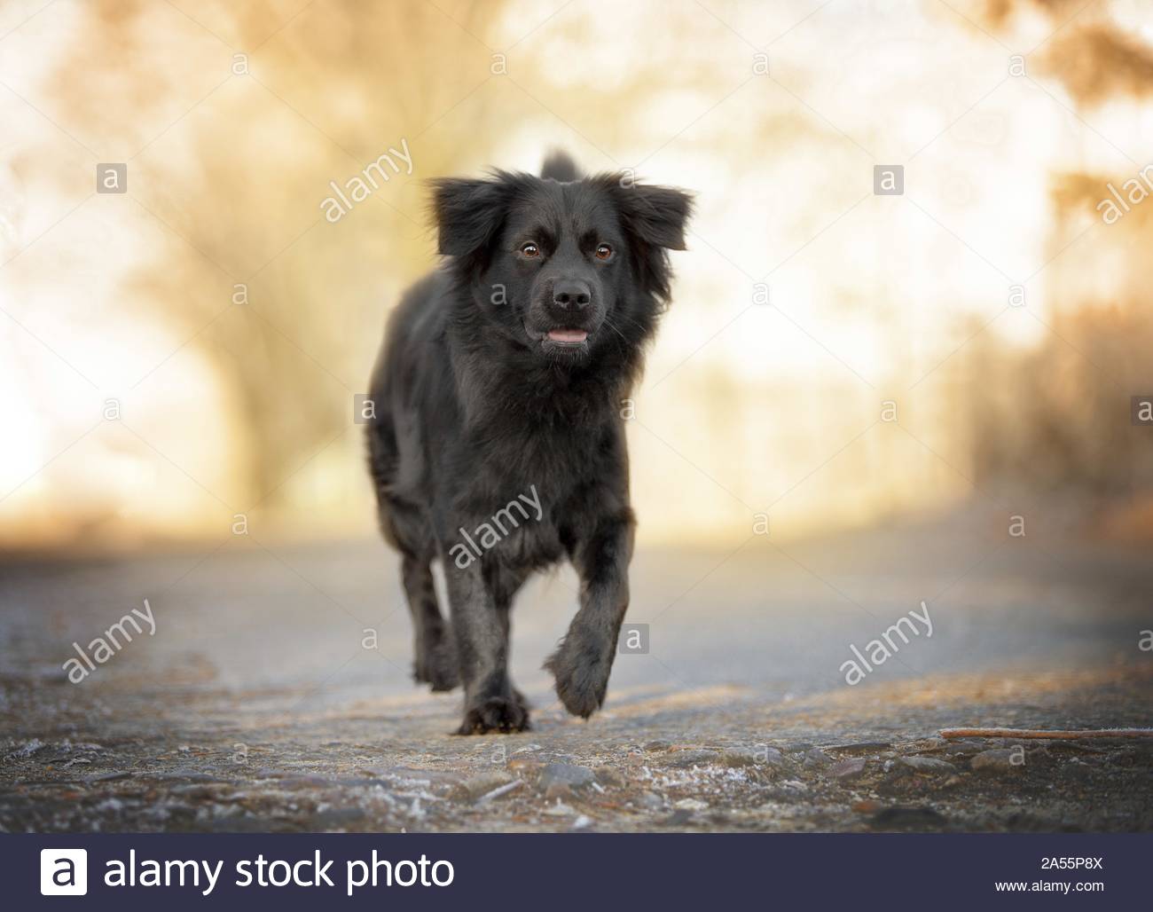 Featured image of post Border Collie Negro Entero