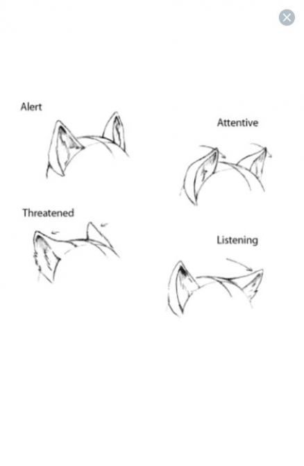 Featured image of post Cat Ears Drawing Tutorial