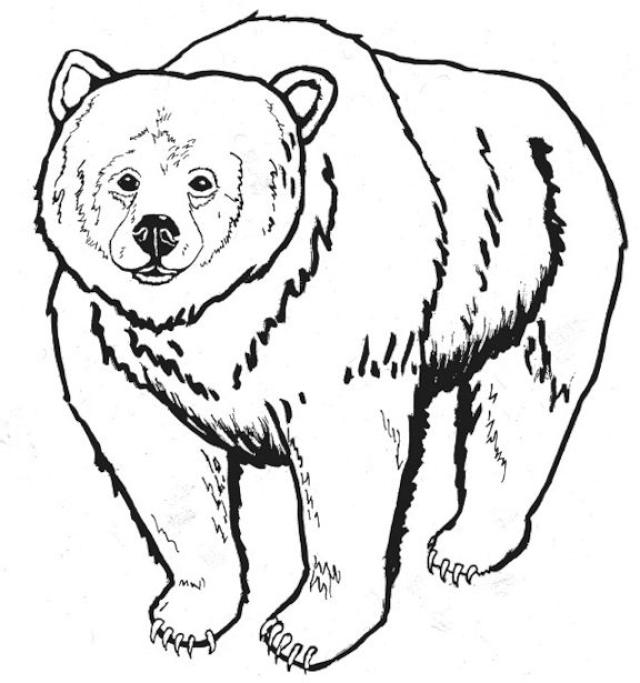 Featured image of post Cute Grizzly Bear Coloring Pages