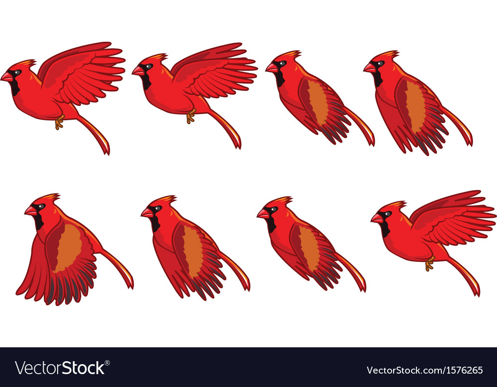 Featured image of post Flying Cardinal Vector