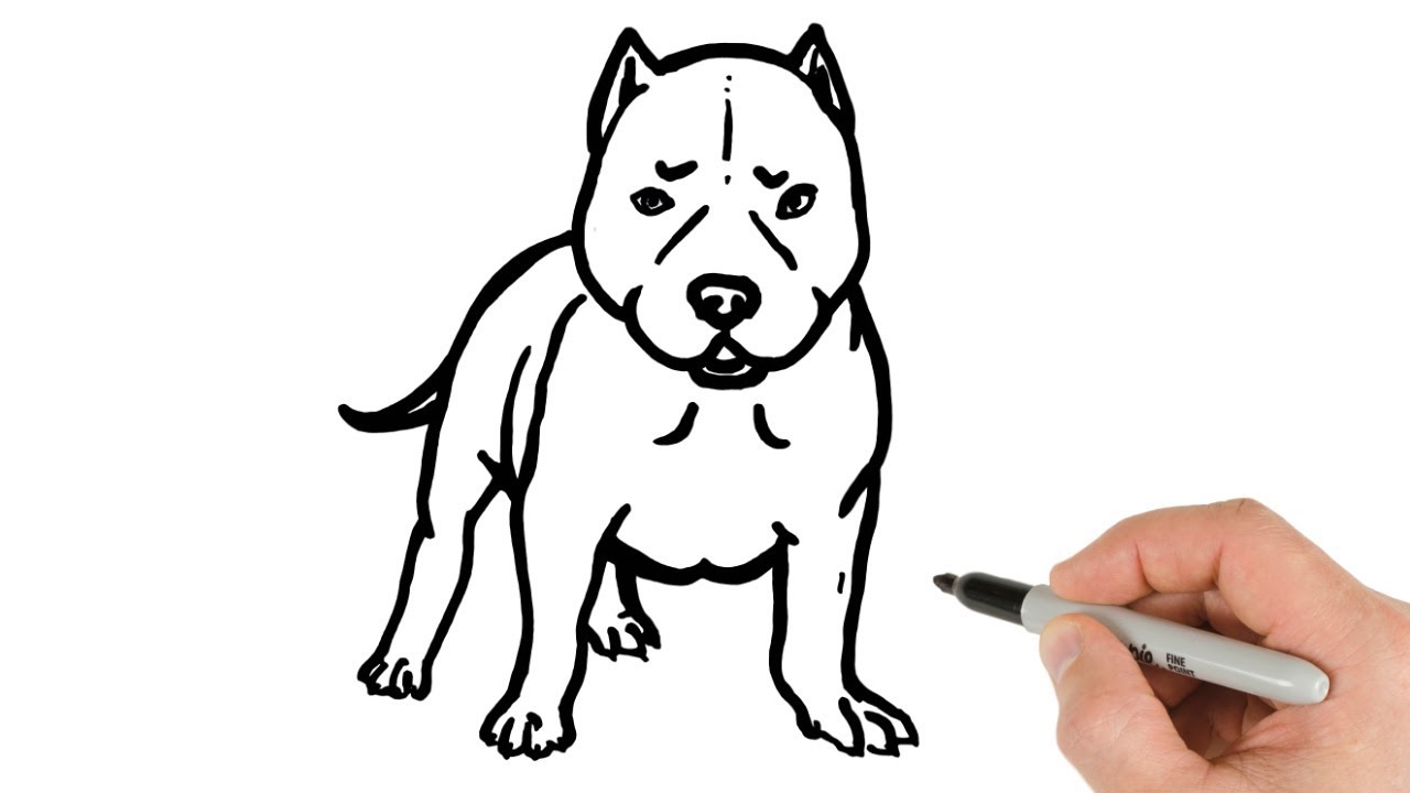 Featured image of post How To Draw A Pitbull Puppy Step By Step