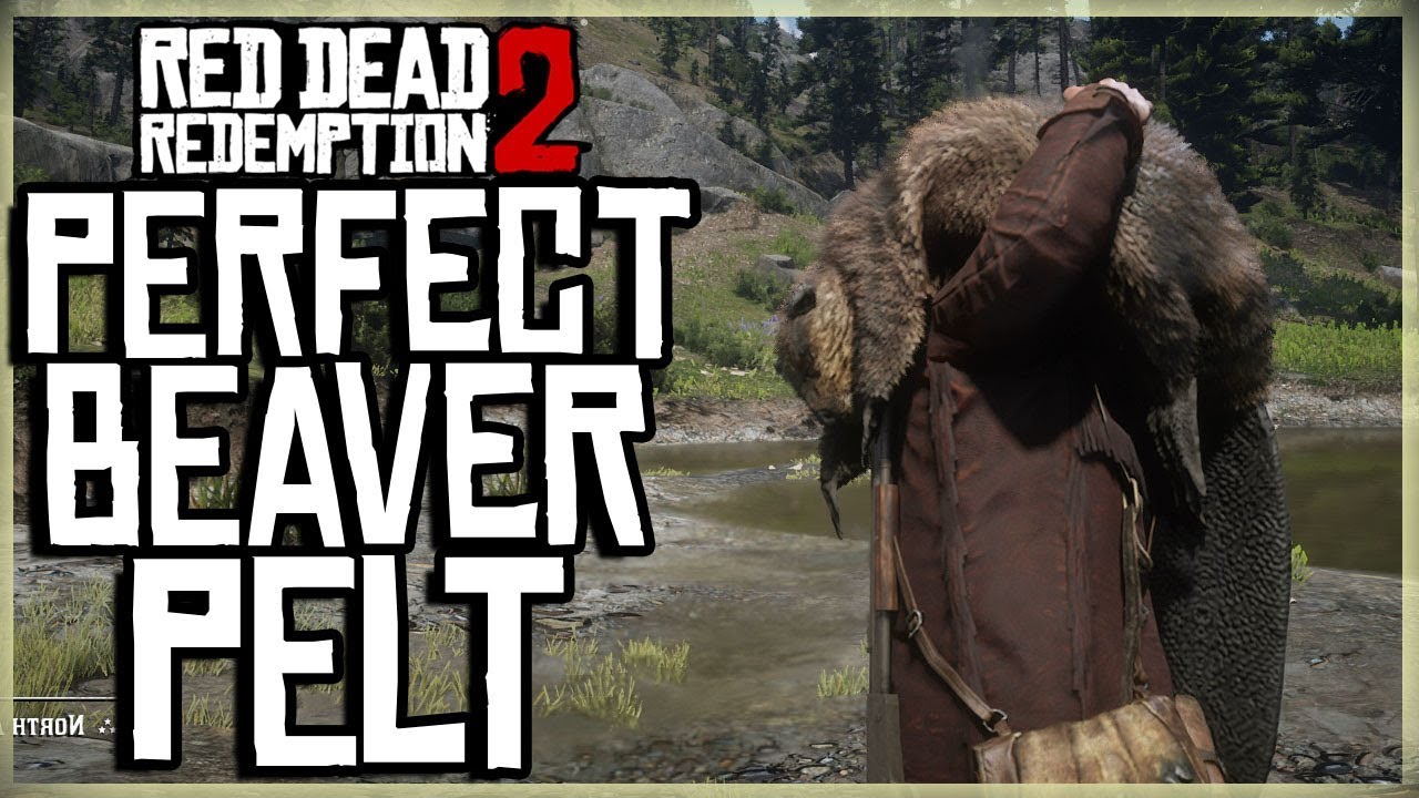 Featured image of post How To Get A Perfect Beaver Pelt Rdr2