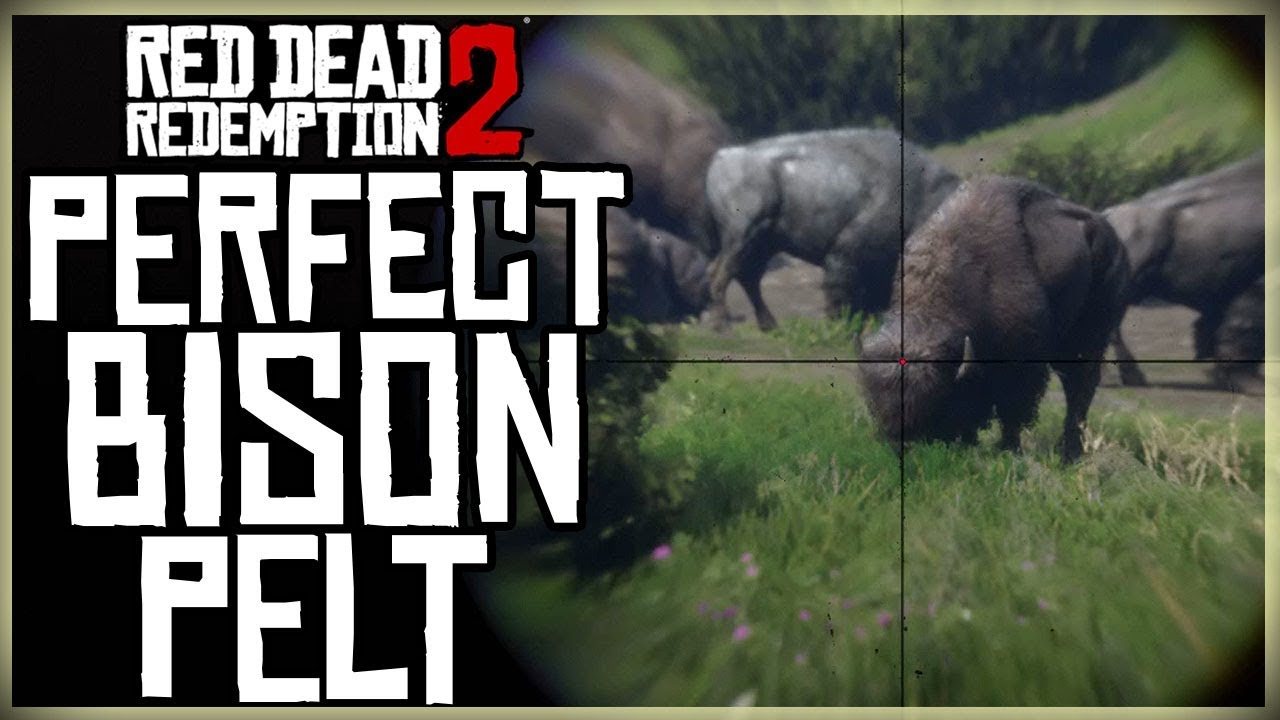 Featured image of post How To Get Perfect Bison Pelt Rdr2