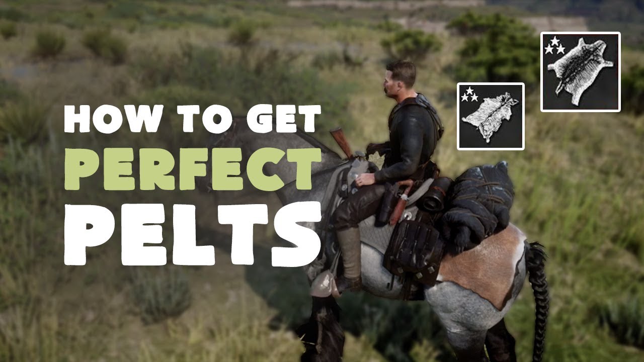 Featured image of post How To Get Perfect Pelt Rdr2