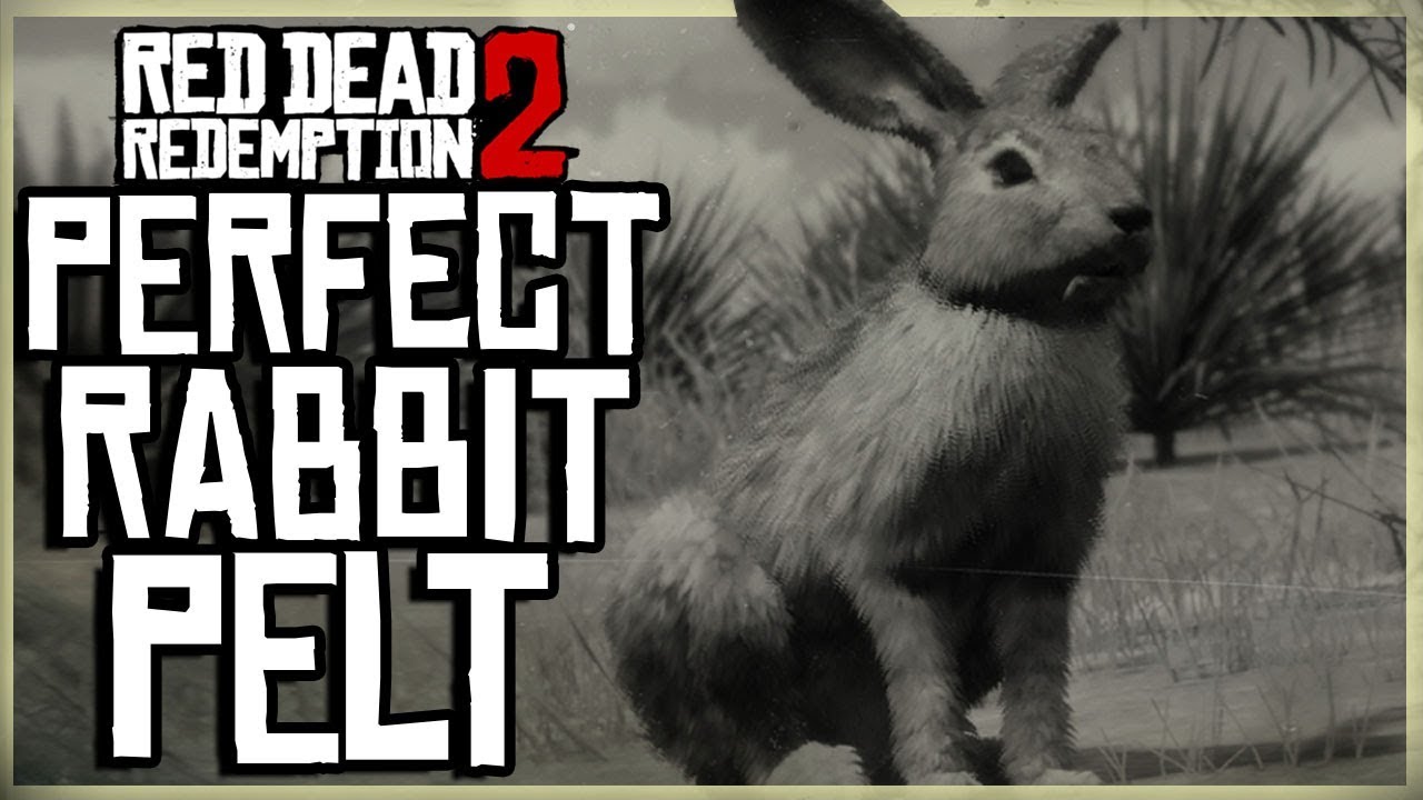 Featured image of post How To Get Perfect Rabbit Pelt Rdr2