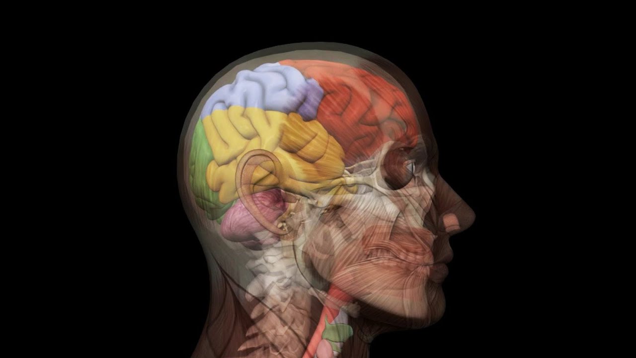 Featured image of post Human Head Anatomy 3D Model
