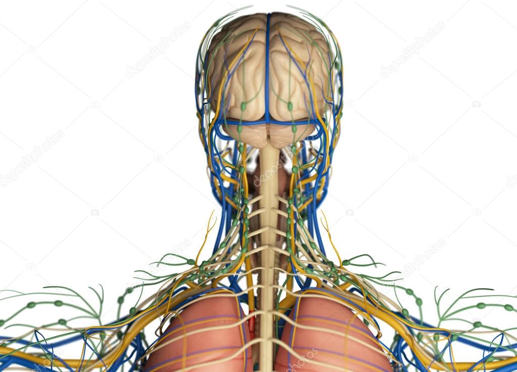 Featured image of post Human Head Anatomy Back