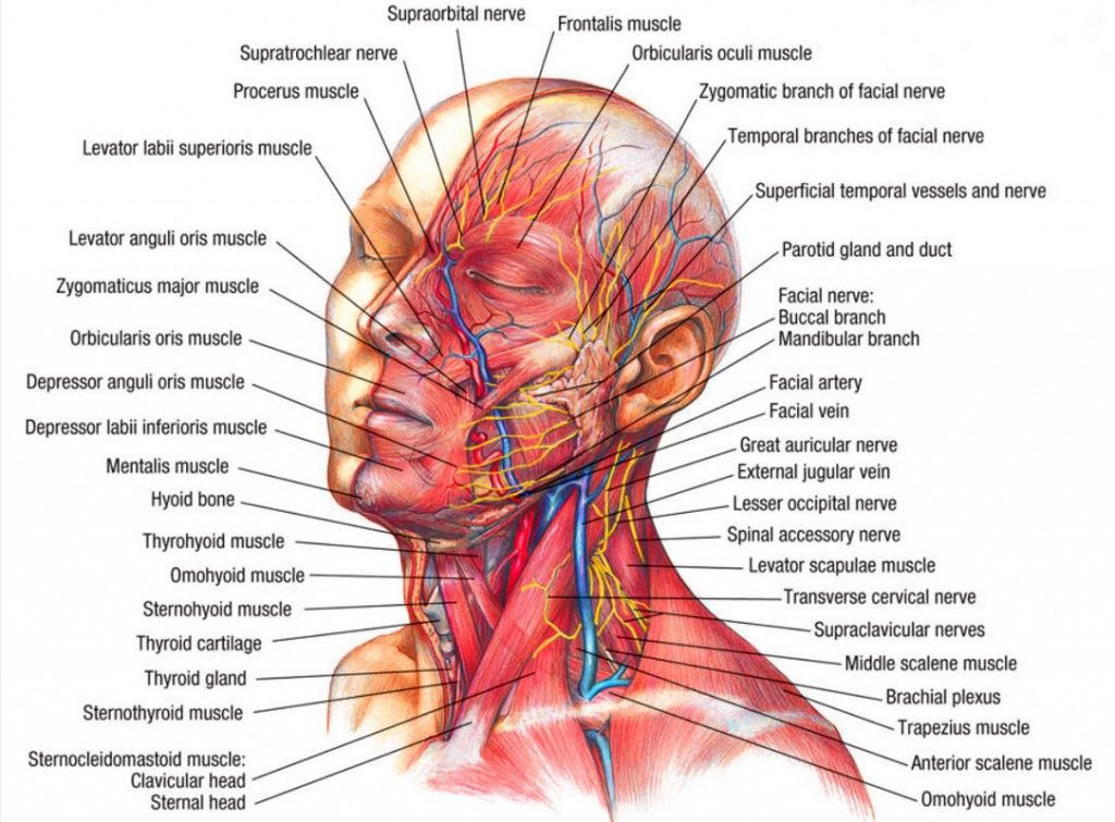 Featured image of post Human Head Anatomy Diagram