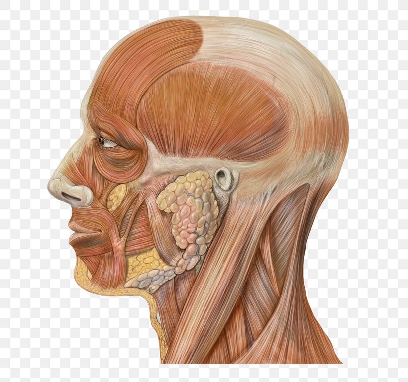 Featured image of post Human Head Anatomy Png