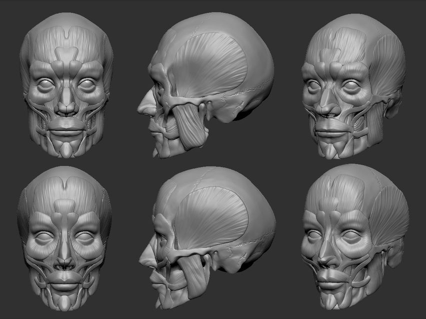 Featured image of post Human Head Anatomy Reference