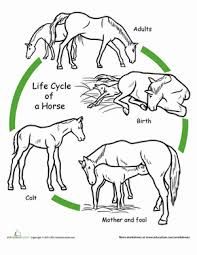 Featured image of post Life Cycle Of A Mammal