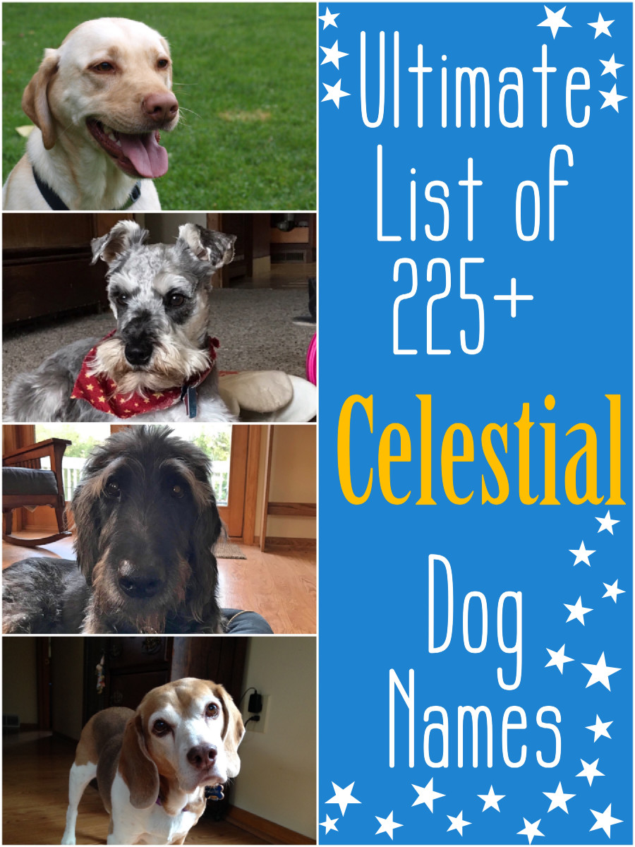 Featured image of post Names Of Stars And Moons For Dogs