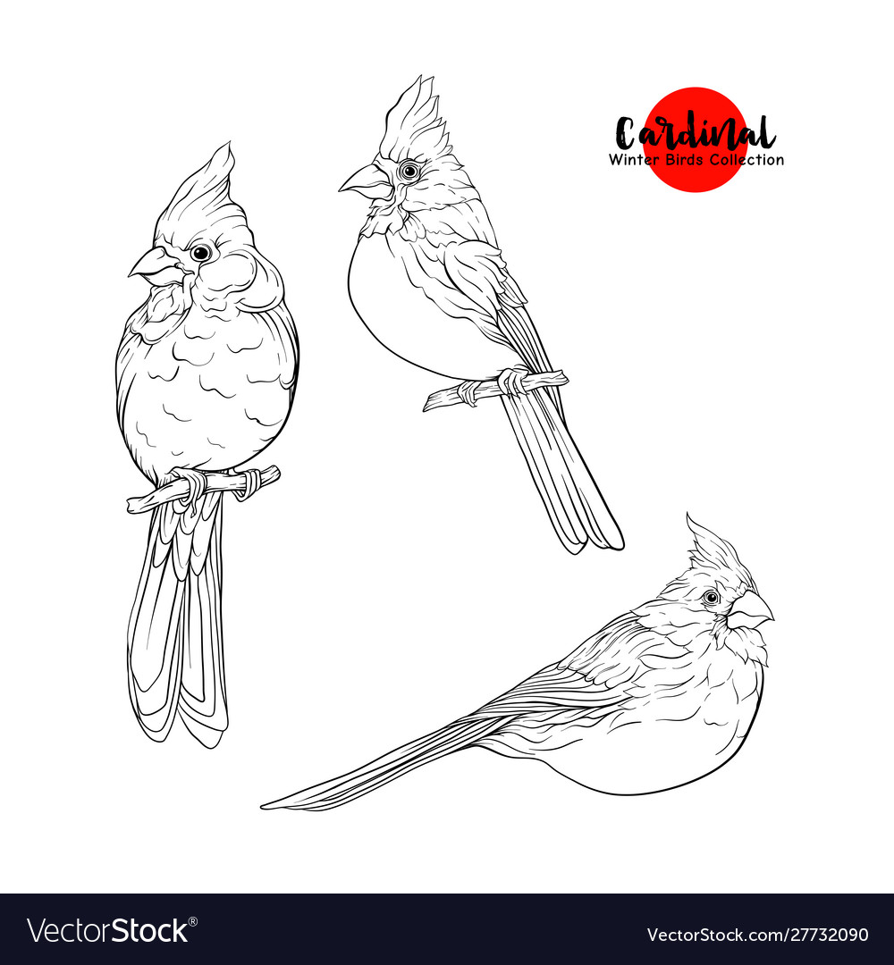 Featured image of post Outline Cardinal Vector