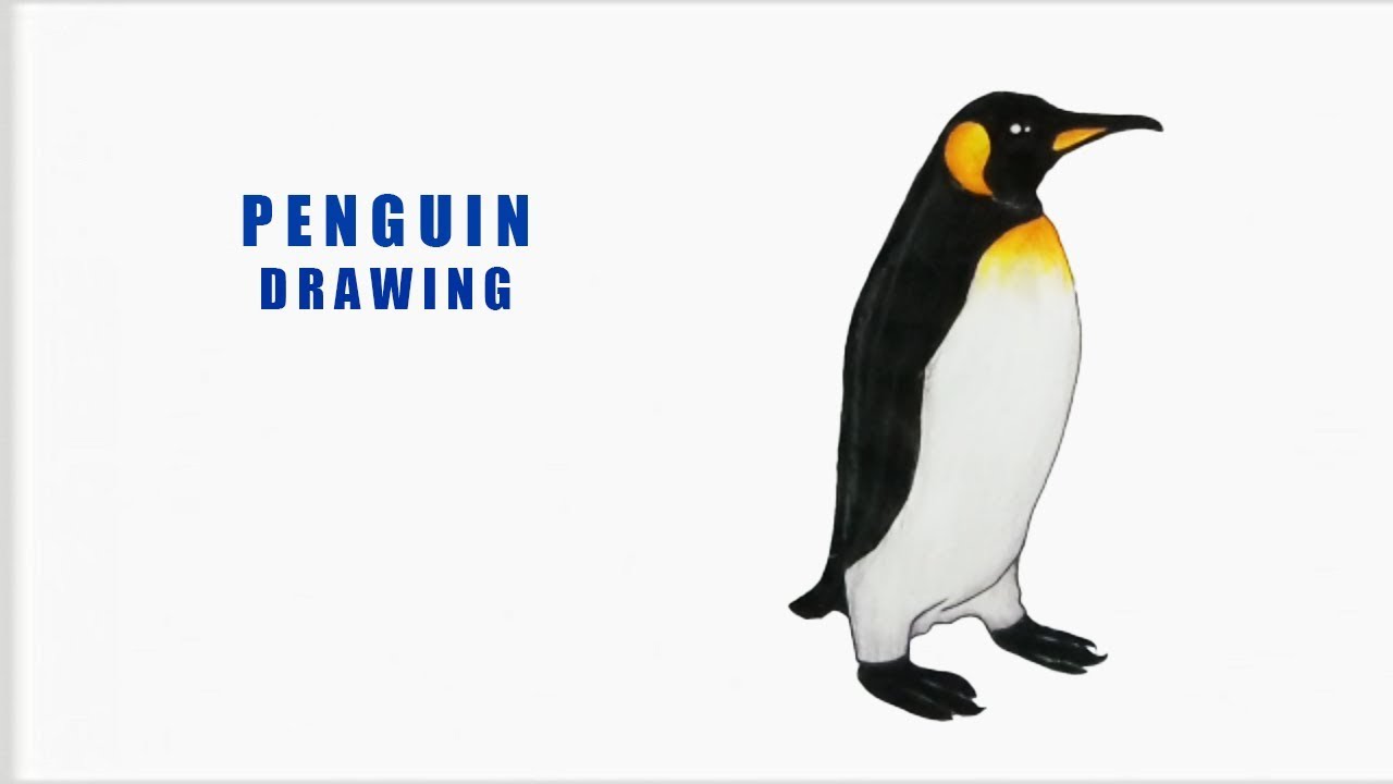 Featured image of post Realistic Easy Penguin Drawing