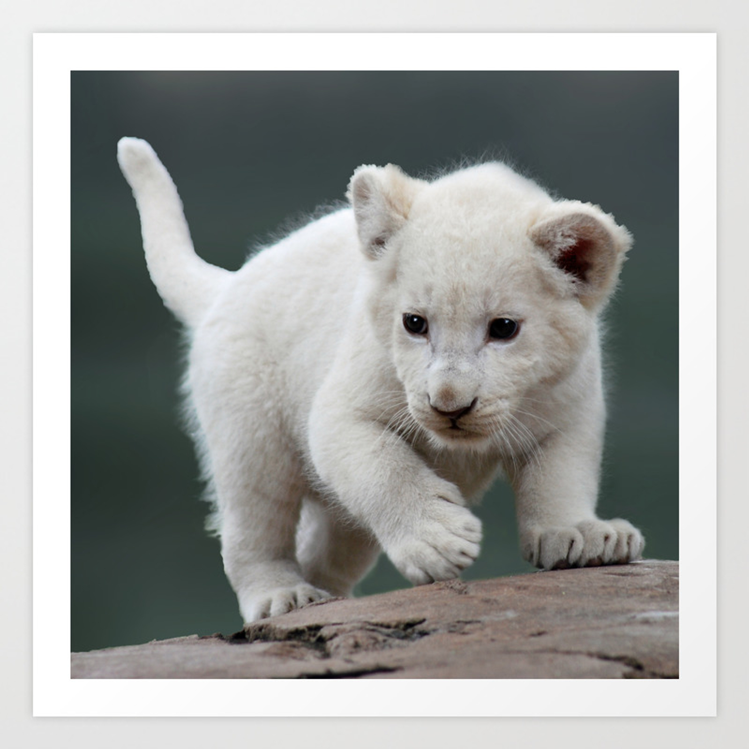 Featured image of post White Lion Cub Art