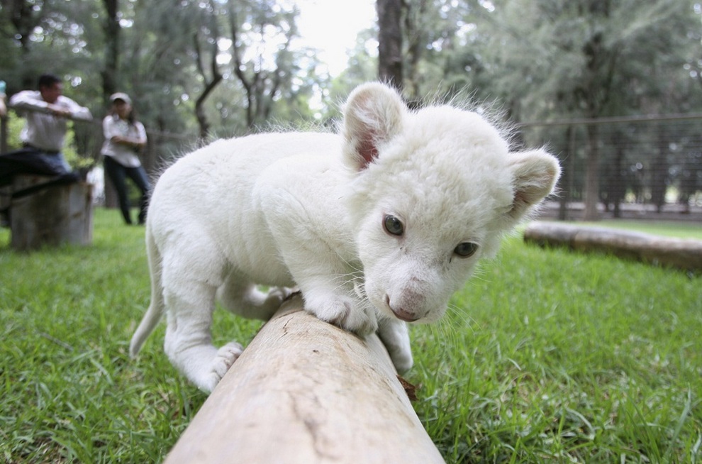 Featured image of post White Lion Cub Gif