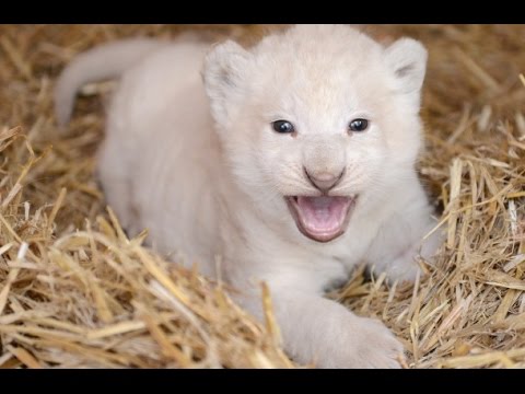 Featured image of post White Lion Cub Roar