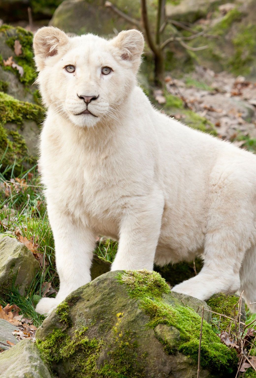 Featured image of post White Lion Cub Wallpaper