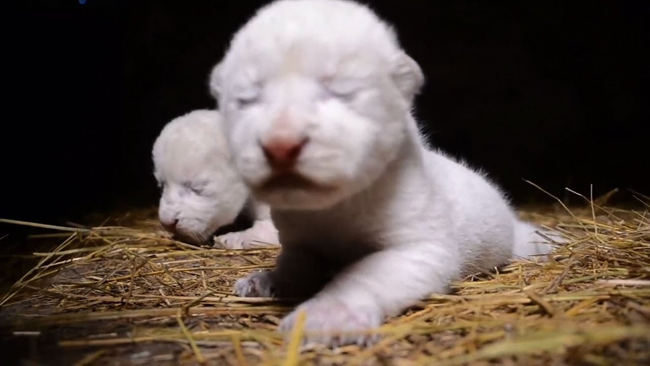 Featured image of post White Lion Cubs Playing