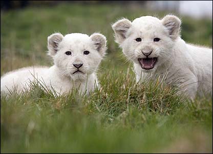 Featured image of post White Lion Cubs With Blue Eyes